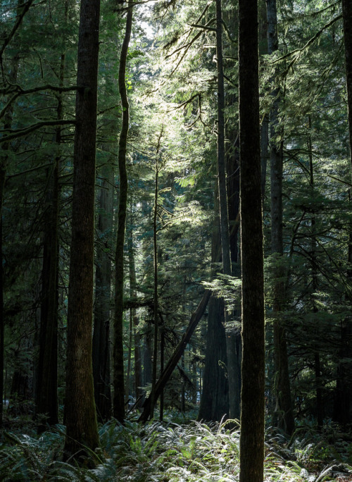 throughmonstrouseyes - Star fall.At Cathedral Grove.© Irene...