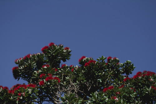 photographybywiebke - The flowers of the Pohutukawa tree.