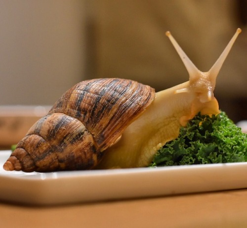 bb-gr8 - taika snailtiti still thriving 