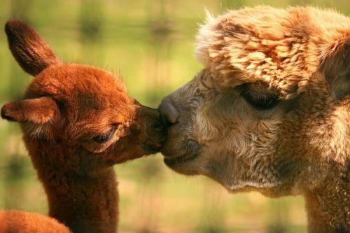 adailydoseofcute - Llama kisses. FOLLOW for a daily dose of cute!