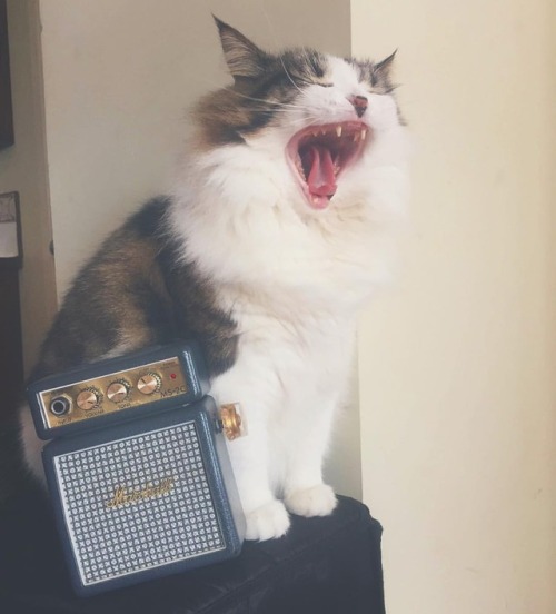 Caption This !! #Catsonamps @cats_of_instagram @catsonamps...