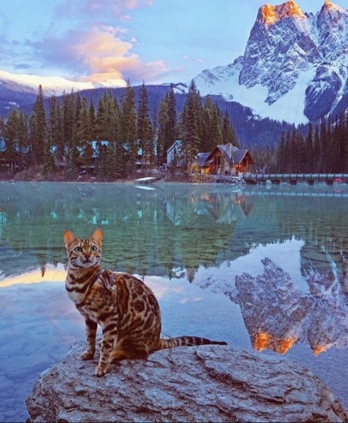 animals-lovers:Instagram: animals_lovers_ig