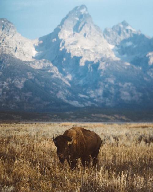 thebeautifuloutdoors - A brief encounter with a lone bison in...