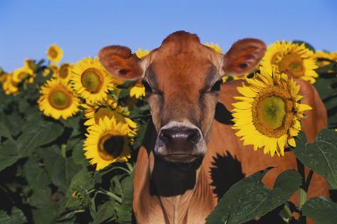 rosalindvlutece - ainawgsd - Cows in Flowers@methbusters