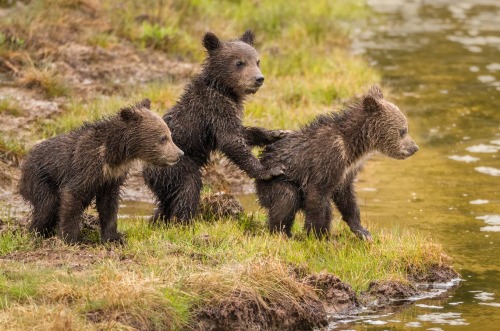 beautiful-wildlife - You Go First by Mike ClarkThese grizzly...
