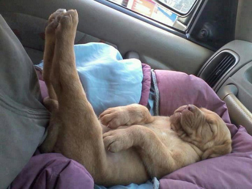 pr1nceshawn - Dogs can fall asleep anywhere.