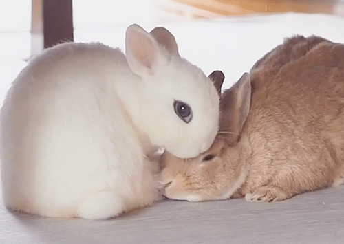 catgifcentral - Sleeping bunny kisscam Cute animal GIFs. Just...