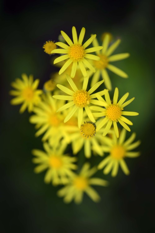 lensblr-network - Ultimate yellow.photo by Rich Herrmann ...