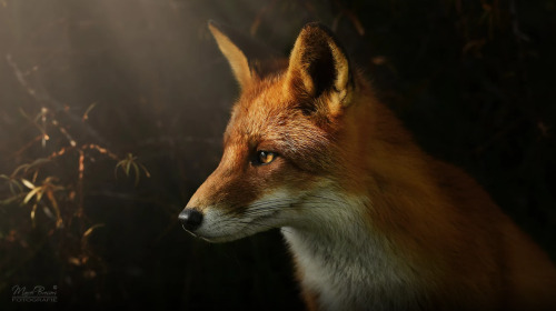 everythingfox - Clair-Obscure Fox Portrait //Marcel Bressers