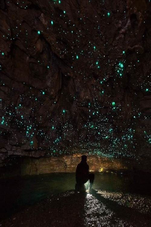 ponderation:Waitomo Glowworm Caves by Dylan Toh & Marianne...
