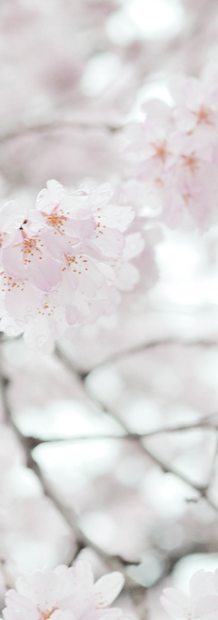 hanmii - sakura flowers by rin.u 