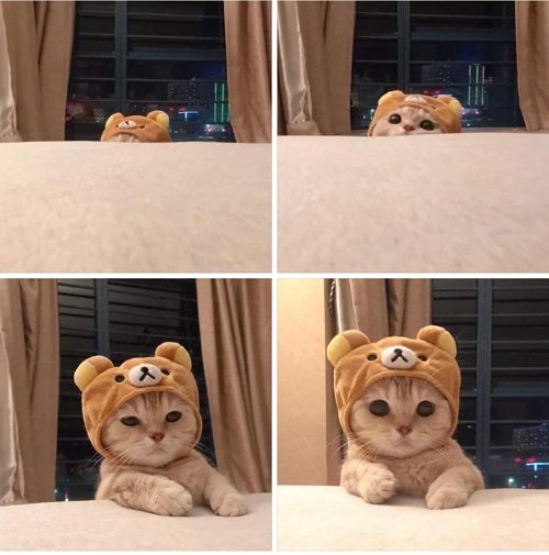 sirfrogsworth - This kitty in a bear hat feels like a kindred...