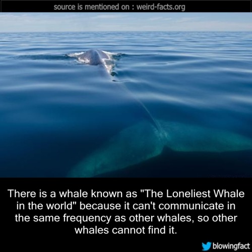 mindblowingfactz - There is a whale known as “The Loneliest...