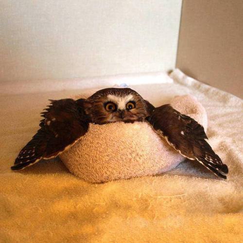 cuteness–overload - For your viewing pleasure, an Owl in a...