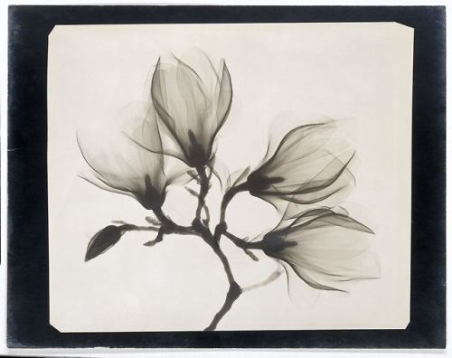 nobrashfestivity - Unknown, Magnolia Branch with Four Flowers,...