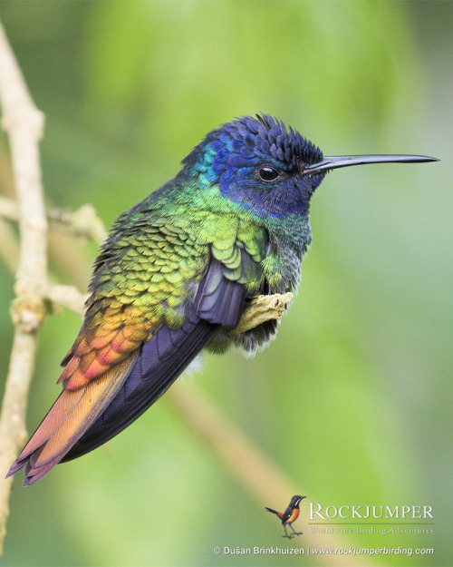 rockjumperbirdingtours - Photo of the Day – The Golden-tailed...
