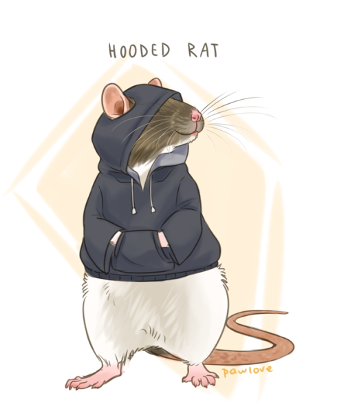 pawlovearts - pawlovearts - When I hear the term hooded rat, I...
