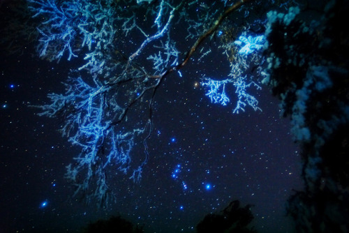 astronomyblog - Orion constellation byMASAHIRO MIYASAKA ig - ...