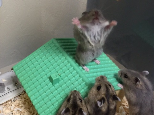 sixpenceee:oh-how-lovely:sixpenceeeblog:A hamster preaching...