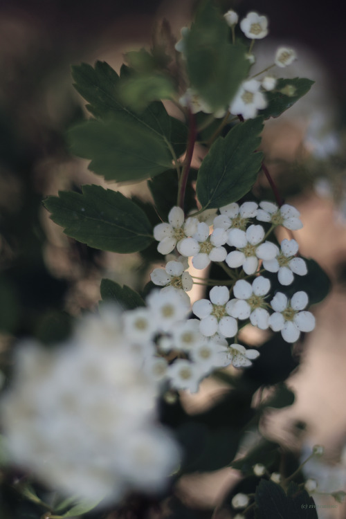 white flowers on Tumblr