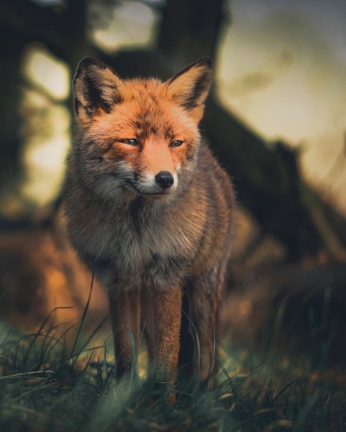 everythingfox - Sunset Fox