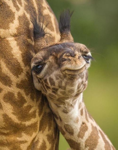 welsh-taffy - safeforworkandmom - Babby giraffeCute