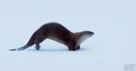 loopedgifs:
“Otter sLiding on snow
”
J'espère arriver pour l'heure du thé !