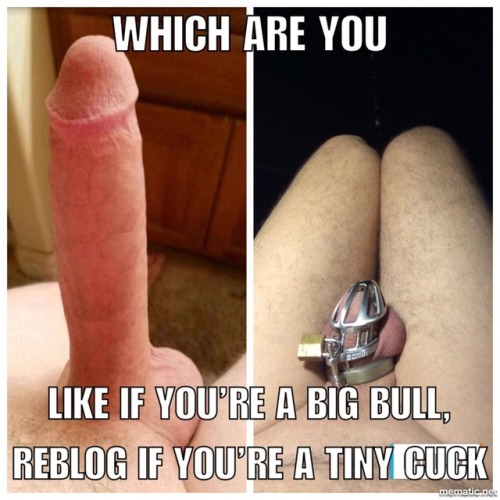 cuckyfied:My wife’s bull on the left,Me on the right