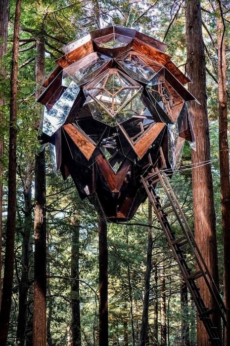 verucas-salty - utwo - The Pinecone Treehouse© o2...