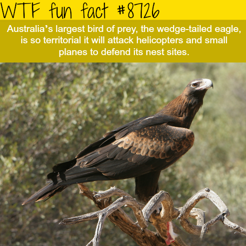 wtf-fun-factss - The wedge-tailed eagle - WTF fun facts