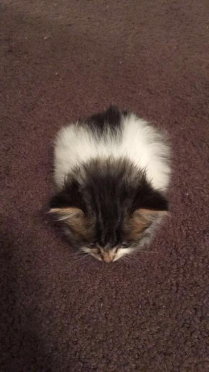 gallusrostromegalus - coolcatgroup - The smallest loaf The...