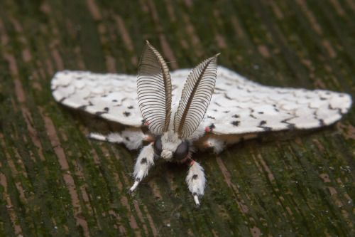 bl3wyn:Lymantria sp. Erebidae, Lymantriinae