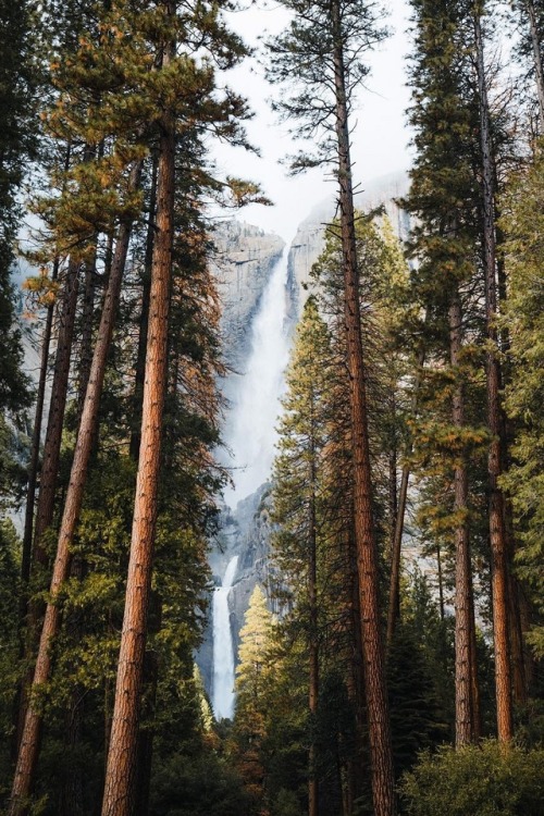 alecsgrg:Yosemite falls towering above the trees | ( by Dylan...