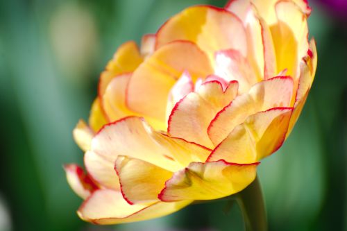 thatsnotsoonenough:Yellow and red Tulip