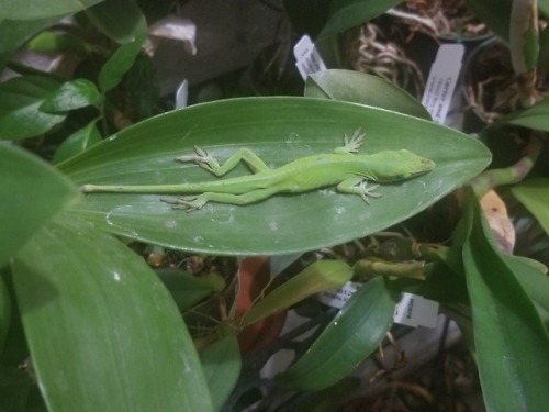 thecringeandwincefactory - syngoniums - An anole that has taken...