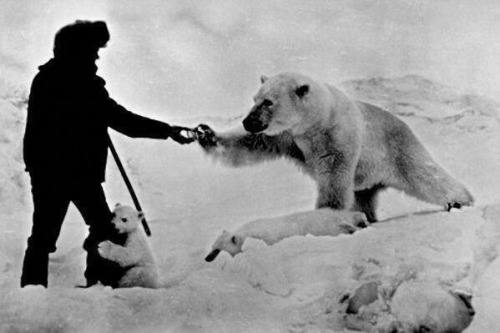 historicaltimes - Nikolai Machulyak, feeding a polar bear and his...