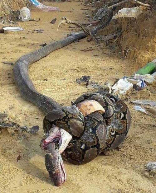 blizzardofjj - angel-kiyoss - King cobra bites python. Python...