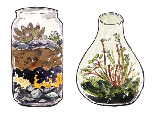 incaseyouart:Little watercolour terrariums! I want all of these...