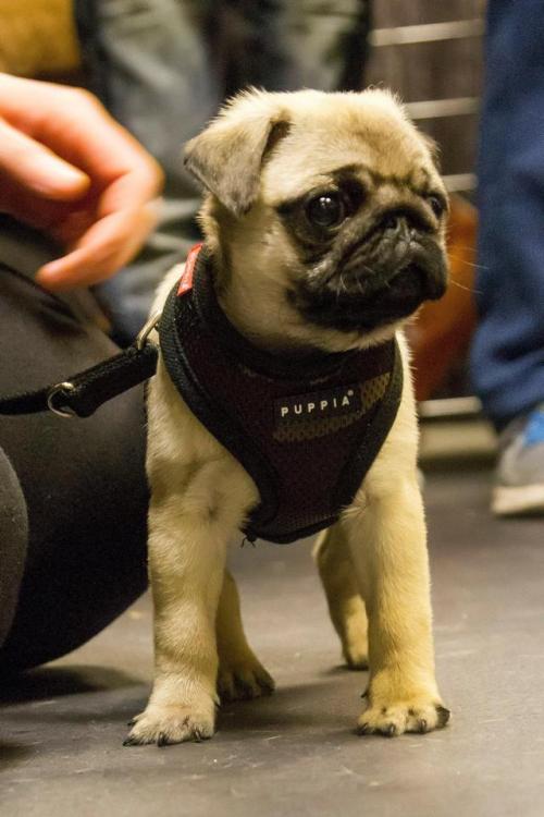 pugssquared:His first big outing was to a Pug, Frenchie and...