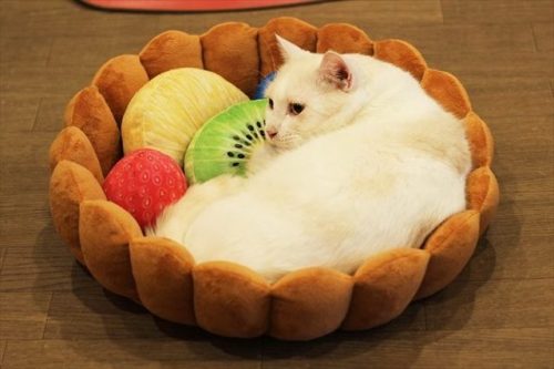 catsbeaversandducks - This deliciously adorable fruit tart...