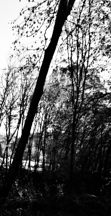 #forest #blackmetal #bw #blackandwhite #europe #dark