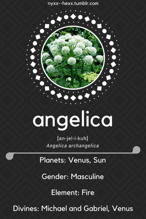 nyxx–hexx:Angelica - Angelica archangelicaHerb...
