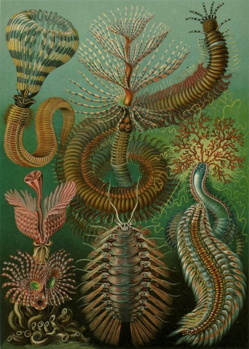 Ernst Haeckel, Kunstformen der Natur (1904), plate 96:...