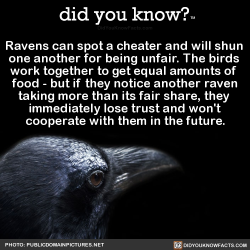 ravens-can-spot-a-cheater-and-will-shun-one