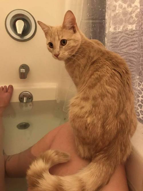 unflatteringcatselfies - This is Nyx, she is a year old and...
