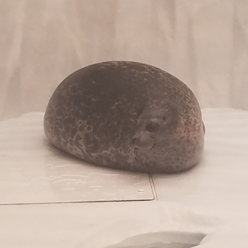 sleepycyb0rg - I met this Absolute Unit of a seal at the aquarium...
