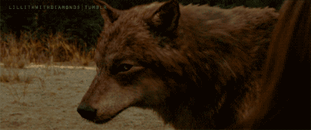 [Bios] Were-Wolves Tumblr_inline_npwe9u8F2C1rrvvif_500