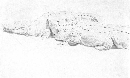 jellphish - art-and-things-of-beauty - Alligators by John Singer...