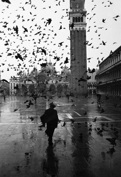 sddubs - Pigeons in Piazza San Marco on rainy day with St....