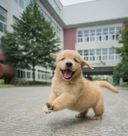 ashotasfireandasdeepastheocean - aww-so-pretty - Puppy …cutie…❤...